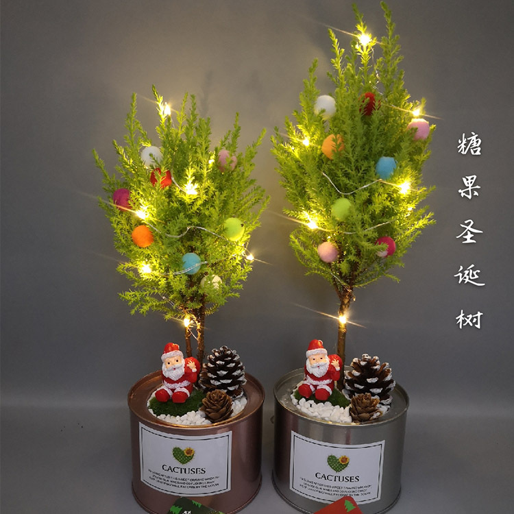 基地直批圣誕綠植盆栽 香松系列，打造居家節(jié)日氛圍的完美禮品